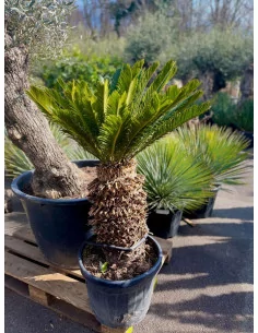 Cycas revoluta 35/55 L - 1