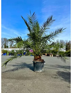 Palmier des Canaries 35/45L - 2