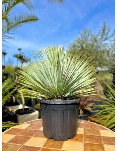 Yucca rostrata 25/35L - 1