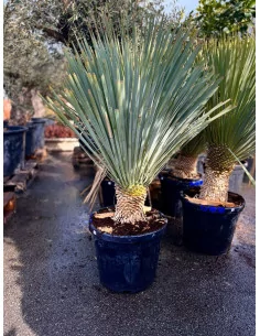 Yucca rostrata 35L - 1