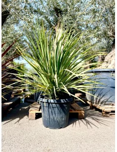 Cordyline verte 35L - 1