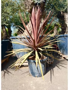 Cordyline Red Star 35L - 1