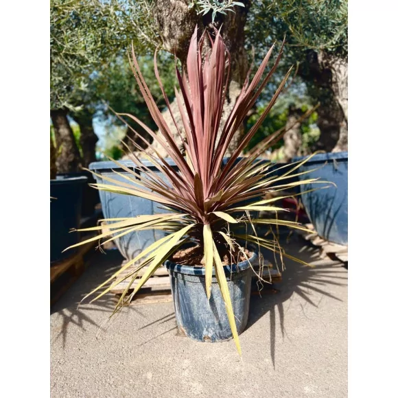 Cordyline Red Star 35L - 1