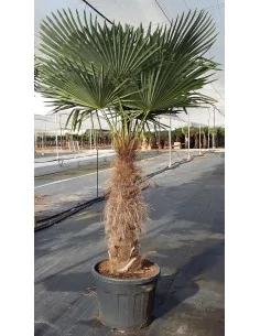 Palmier Trachycarpus - 1