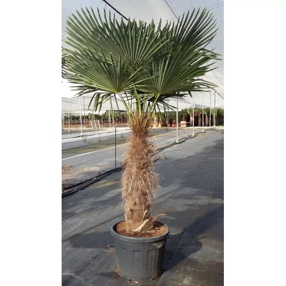 Palmier Trachycarpus - 1