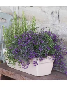 Jardinière Cicci - L49,5 - 1