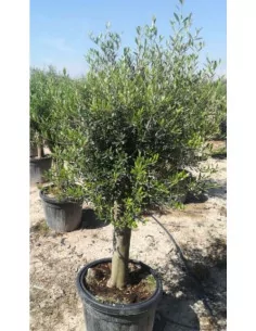 Olivier européen 20/30 - 1