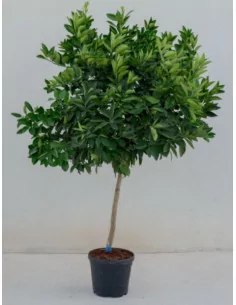 Citronnier - 45L - 1