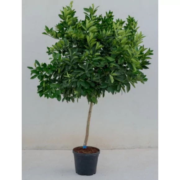 Citronnier - 45L - 1