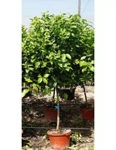 Citronnier - 45L - 1 2