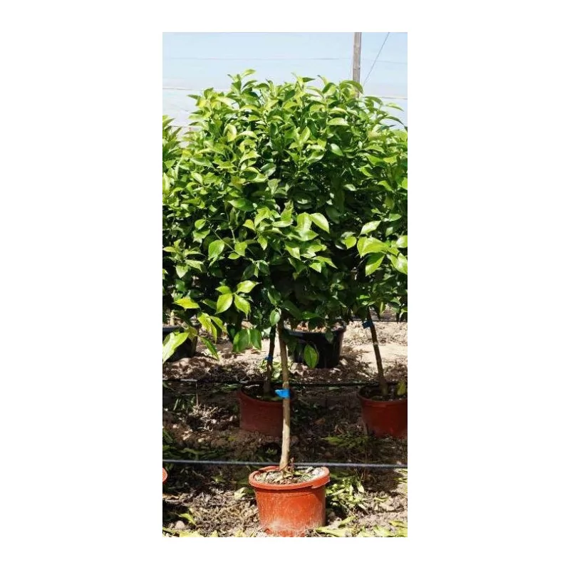 Citronnier - 45L - 2