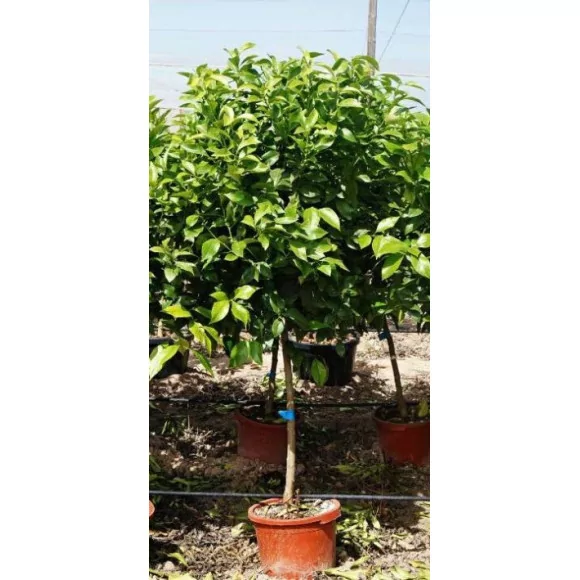 Citronnier - 45L - 2